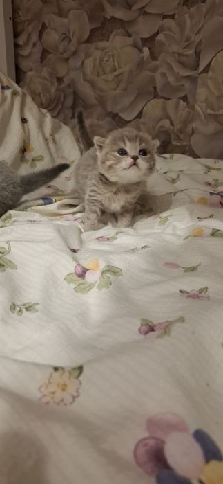 Шотландские котята