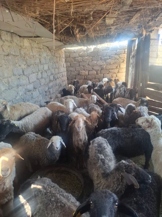 сатылады. адрес аль фарабиде