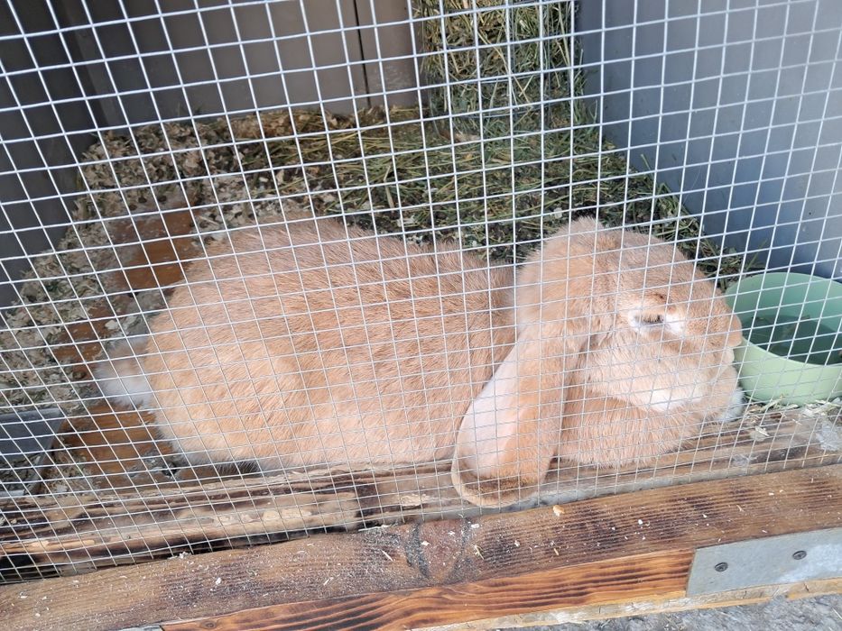 Vând/schimb iepuri!