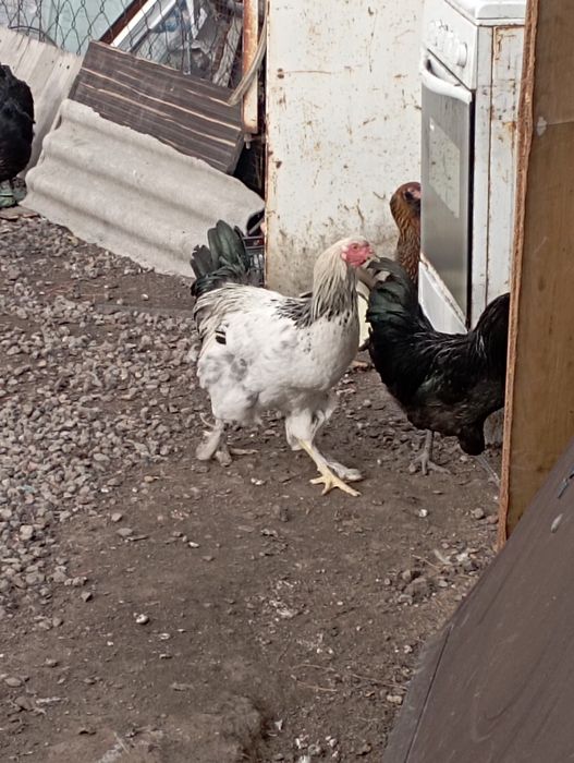 Продам петухов 4-5 мес