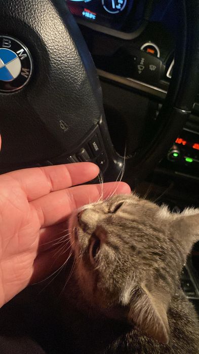 Отдам кота  нашел на дороге