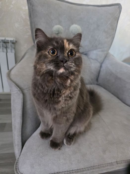 На продажу кошечка скотиш страйт