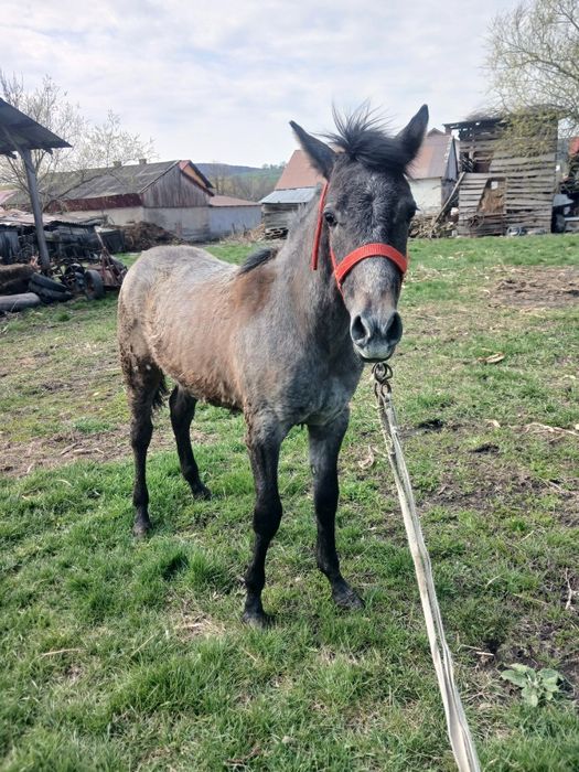Vând mânz de 6 luni