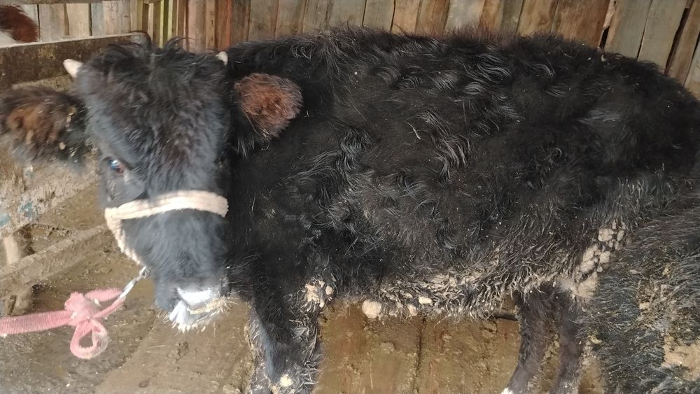 Ұрғашы баспақтар. 230.000 нан