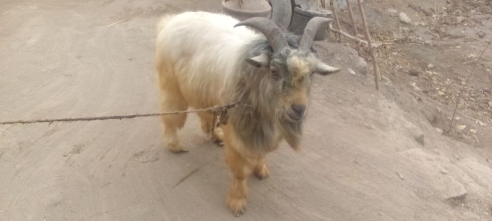 Sarka sotiladi boqilgan