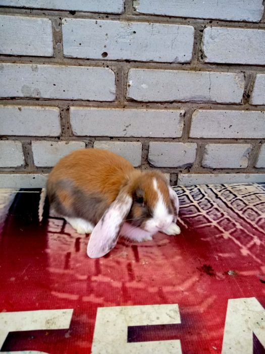 Продаются крольчата