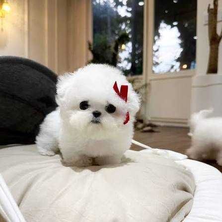 Bichon maltez mini toy cu pedigree