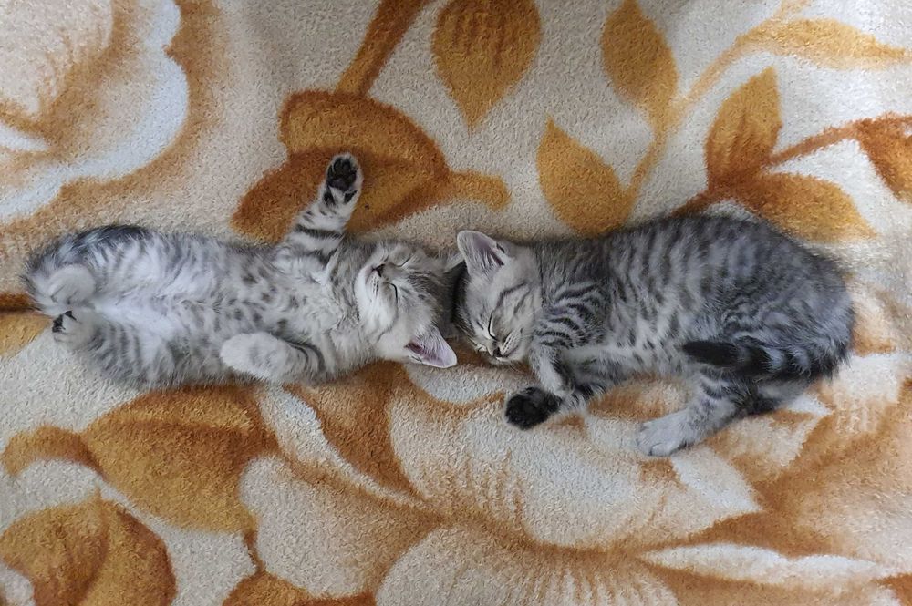 Прямоухие британские котята