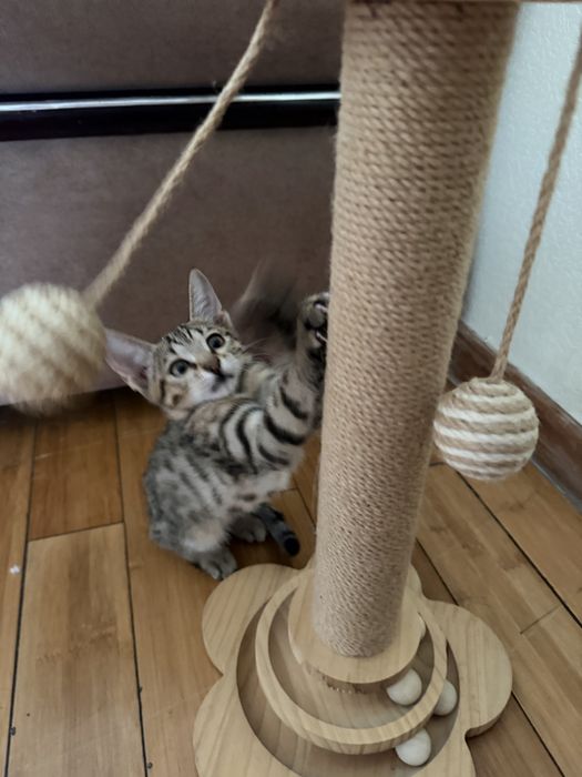 Отдам котенка в добрые руки