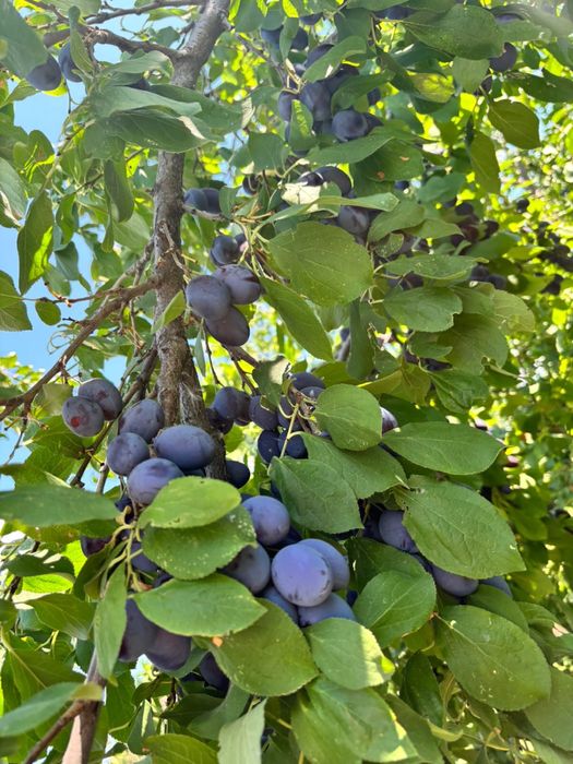 Фрукты овощи ягоды Атырау