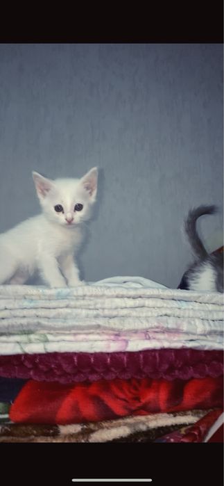 Домашний котятаа