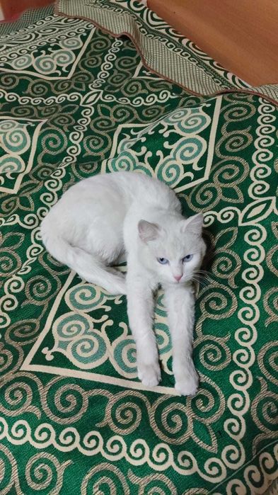 Отдаём двух домашних кошек в хорошие руки