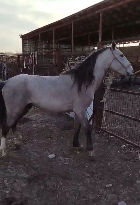 Айғыр сатылады 5 жасар