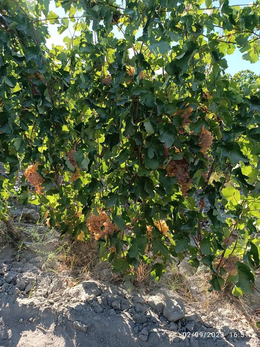 UZUM TOYIFI narxi 15 ming so'm