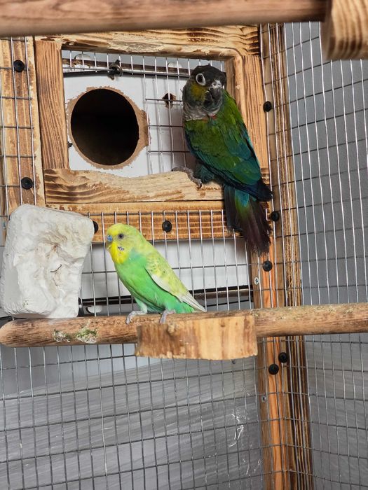 Чифт пирури перлата