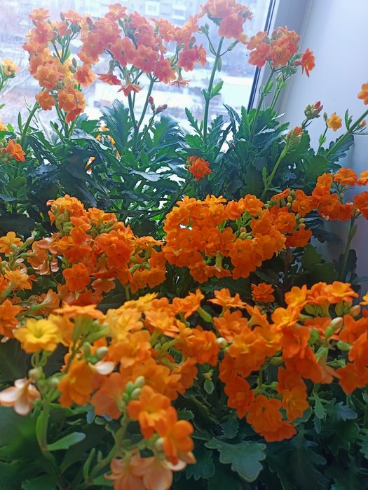 комнатные цветы  .каланхоэ