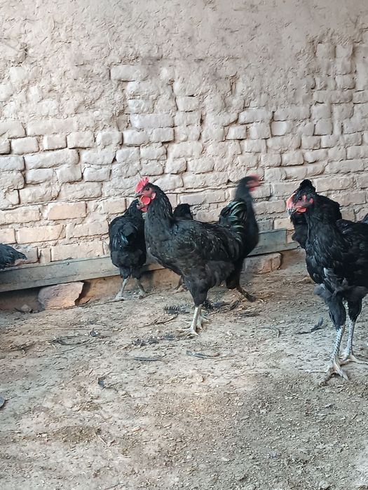 Porno birodarini jerking off tutdi