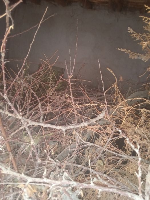 продаётся дрова.