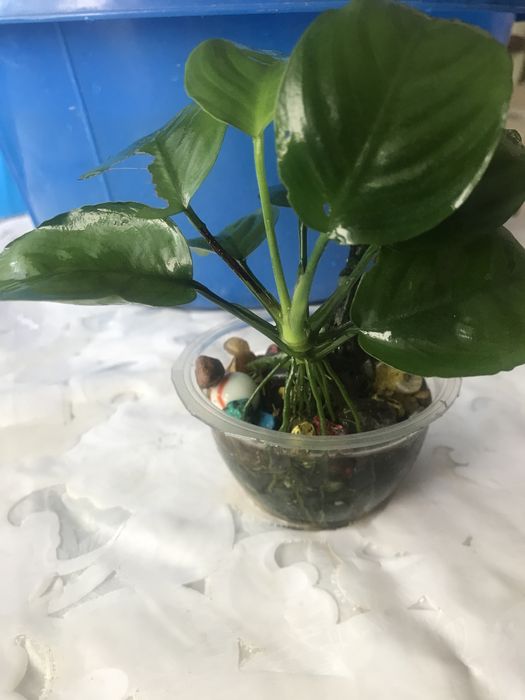 Растения для аквариума