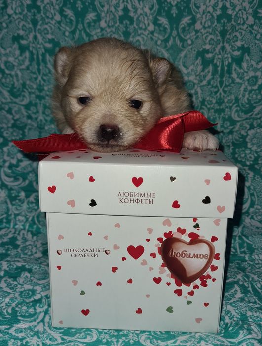 Продам щенков шпица.