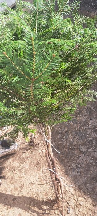 Puieți de salcâm frasin paltin fag carpen mesteacăn tei brad pin molid