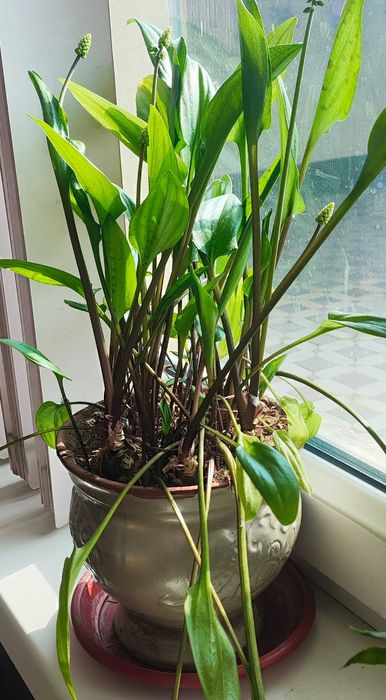 Продам дримиопсис