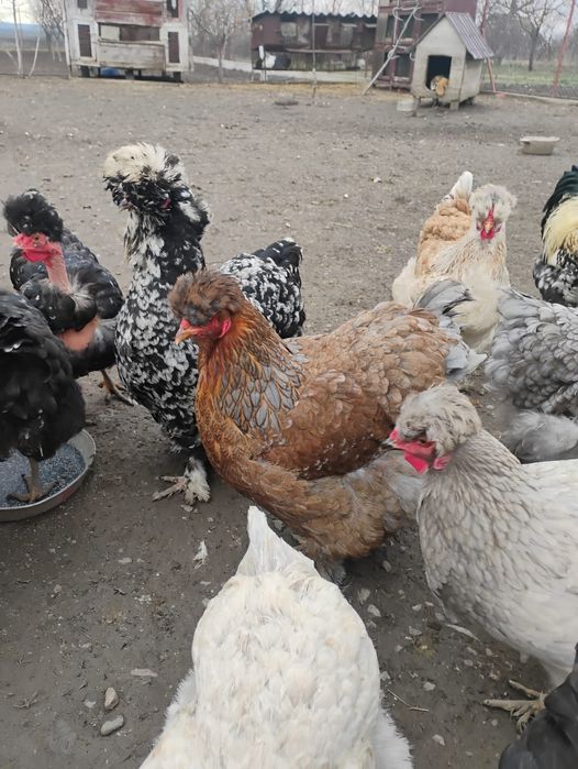 Oua incubat găini motate golașe și barboase