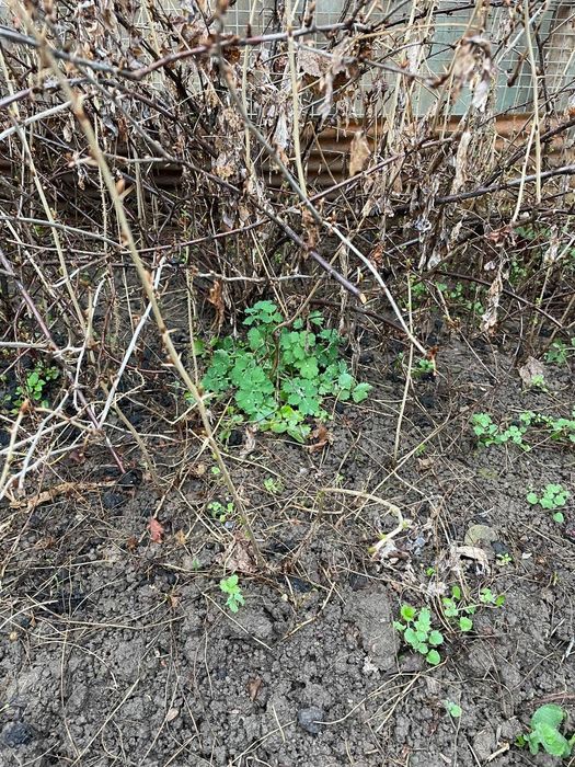 Продам саженцы  крыжовника