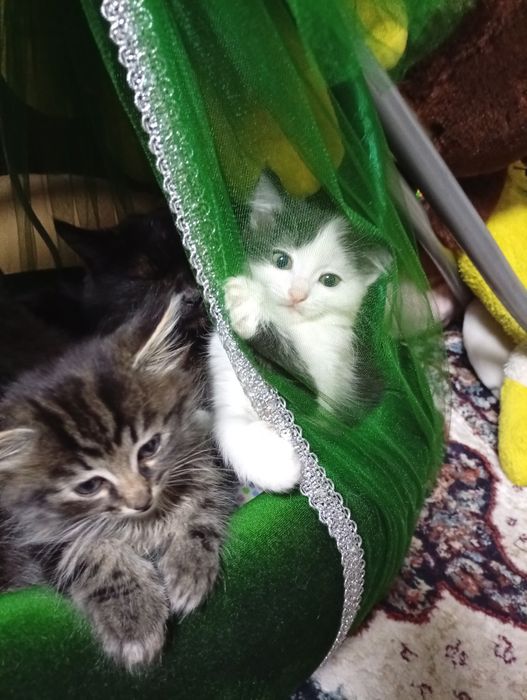 отдадим котят в хорошие  руки