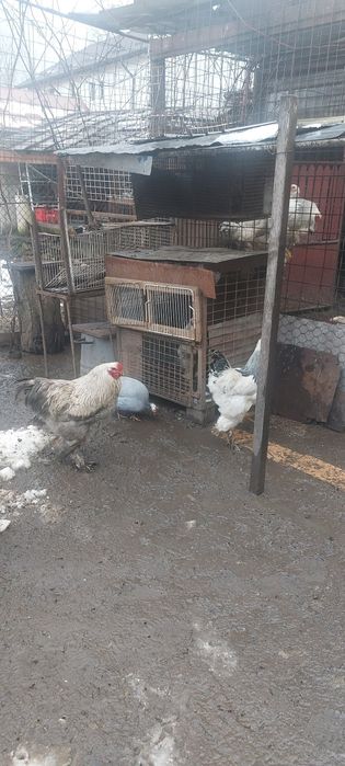 Vand perechi bratham