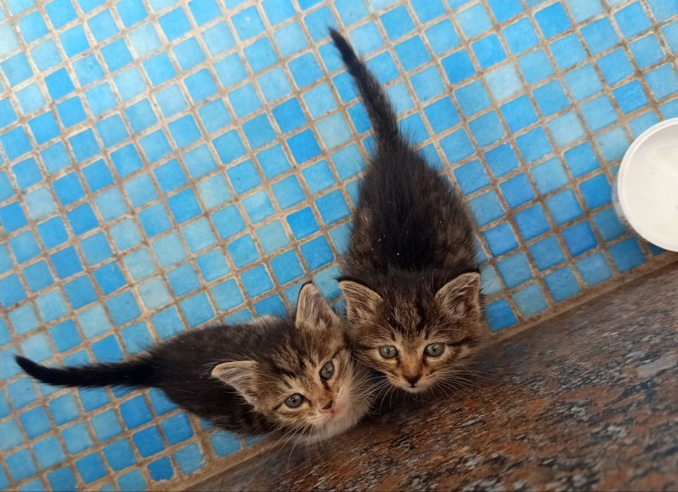 Отдам котят в заботливые добрые руки
