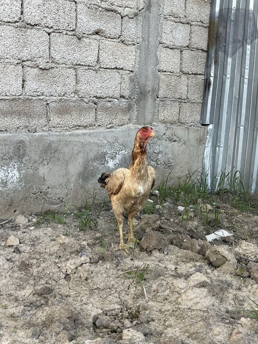 Dakan Xoroz tovuq ganoy  дакан srochno