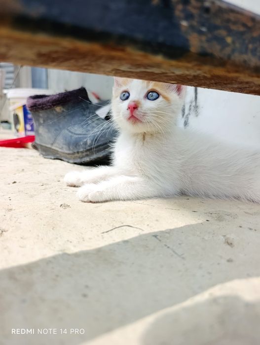 Котенок в добрые руки