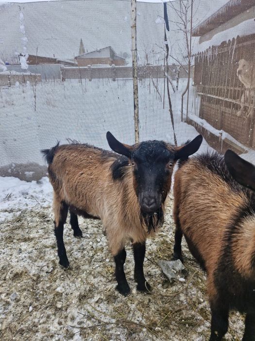 Козлы (текелер) 1 жасар