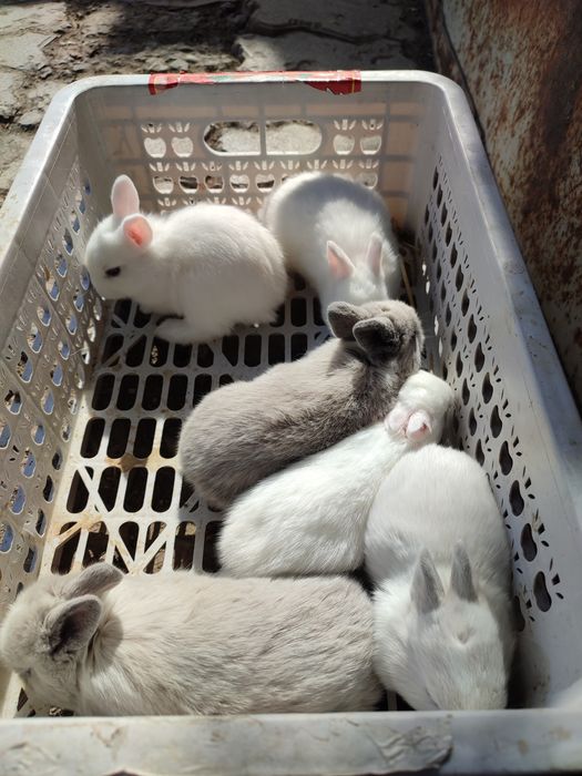 Кролики декоративные