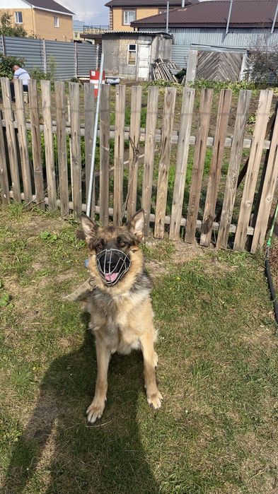 Немечкая овчарка