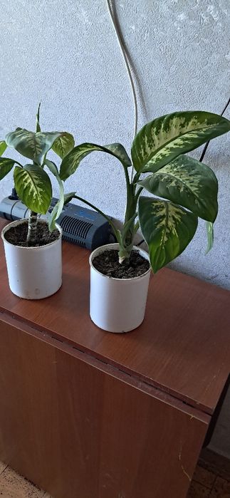 Продам комнатные цветы