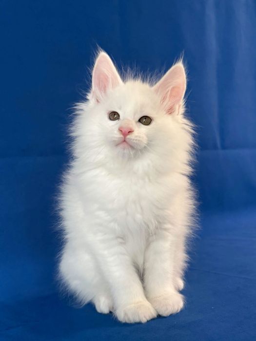Maine coon puiut pedigree