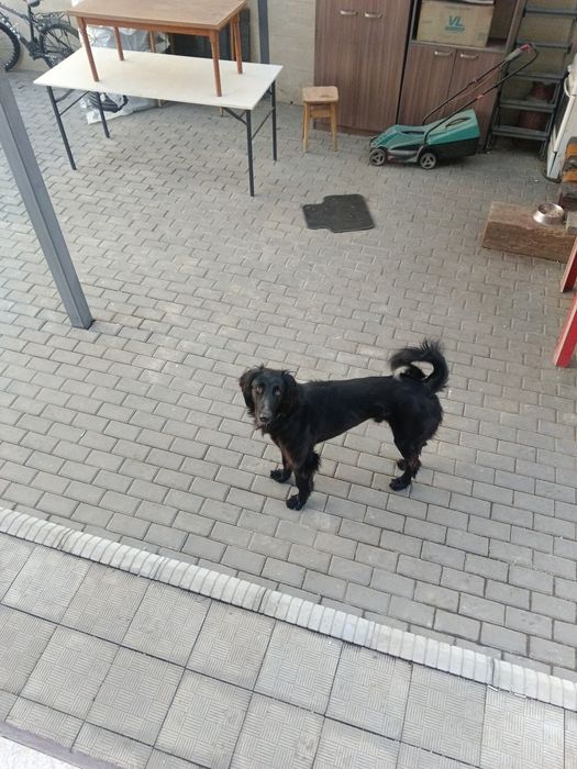 Продам собаку, тазы