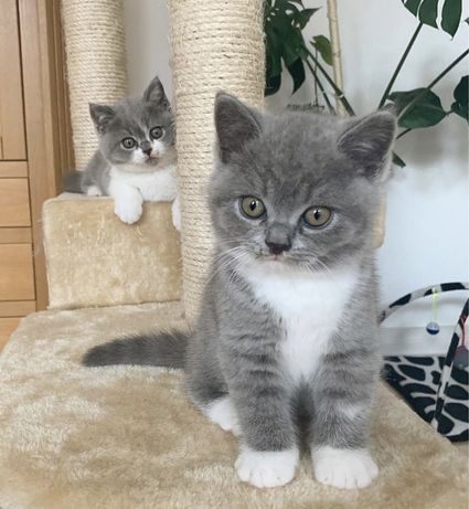 Шикарные шотландские котята