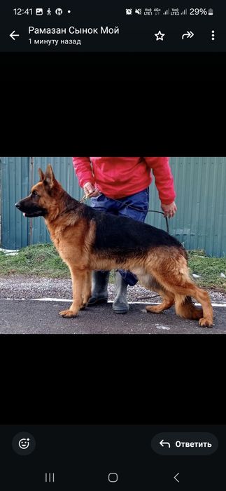 Немецкий щенки овчарки