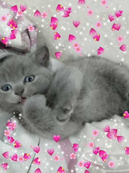Продам Шотландского котика