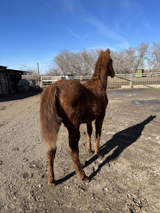 Лошадь Английской породы
