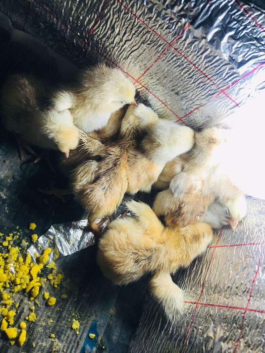 Балапан бар инкубатор