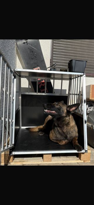 Malinois ciobanesc belgian
