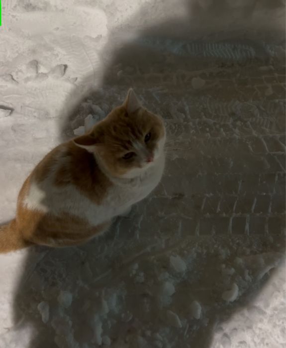 Найден котик. Домашний. Потеряшка