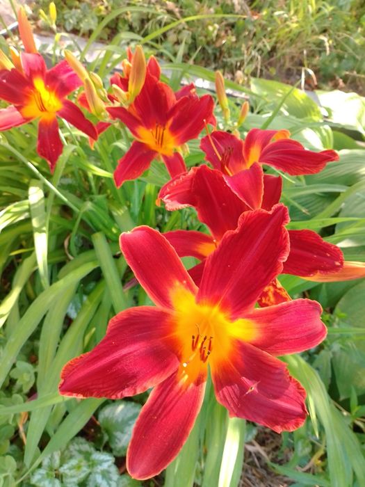 Лилейники сортовые