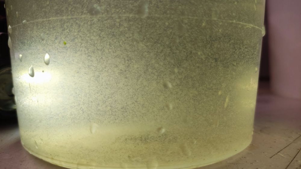 Солоноводная коловратка.