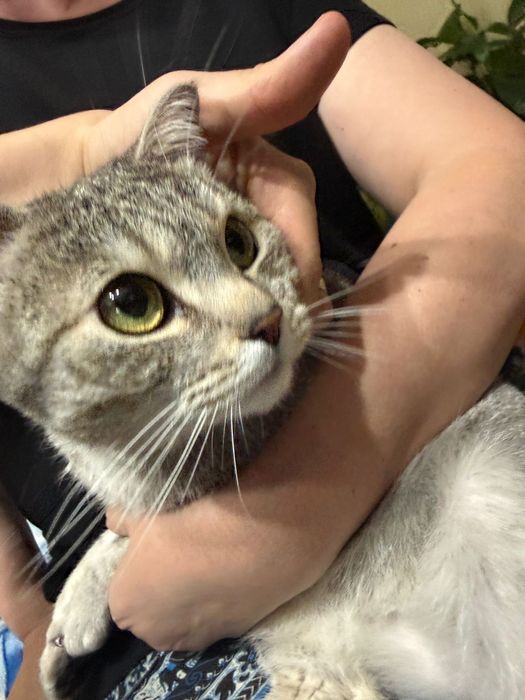 Отдам  кошечку британку