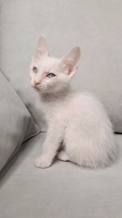 Отдам котёнка в добрые руки